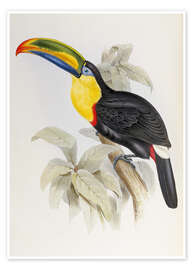 Poster  Toucan - John Gould