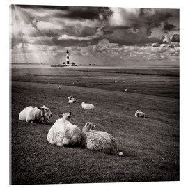 Tableau en verre acrylique  Bavardages entre moutons - Carsten Meyerdierks
