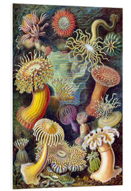 Tableau en PVC  Actiniae, Formes artistiques de la nature, planche n° 49 - Ernst Haeckel