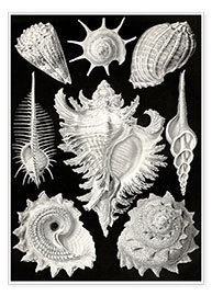 Poster  Prosobranchia, Formes artistiques de la nature, planche n° 53 - Ernst Haeckel