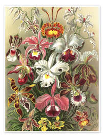 Poster  Orchidae, Formes artistiques de la nature, planche n° 74 - Ernst Haeckel