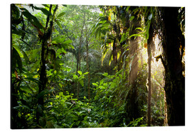 Tableau en aluminium  Rayons de soleil dans la jungle - Peter Schickert