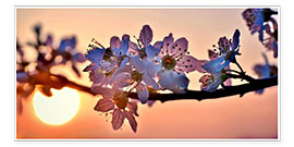 Poster Fleurs de cerisier au soleil couchant