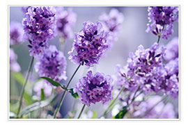 Poster  Lavender scent IV - Atteloi