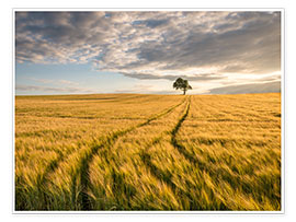 Poster  Lonely Tree in Field - Andreas Wonisch