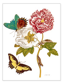 Poster  Roses et lépidoptères - Maria Sibylla Merian