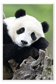 Poster  Jeune panda - Tony Camacho