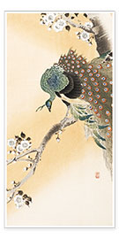 Poster  Un paon sur une branche de cerisier - Ohara Koson