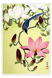 Poster  Pie avec des fleurs de magnolia roses et blanches - Ohara Koson