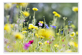 Poster Prairie d'été avec des fleurs sauvages