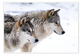 Poster  Deux loups dans la neige - Louise Murray