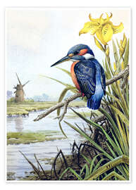 Poster  Martin-pêcheur avec iris et moulin à vent - Carl Donner