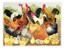 Poster  Famille de poules - Pat Scott