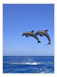 Poster  Playful dolphins - Stuart Westmorland