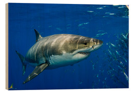 Tableau en bois  Grand requin blanc - Dave Fleetham