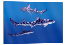 Tableau en aluminium  Requins léopard - Don Hammond