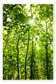Poster Forêt verte en plein soleil
