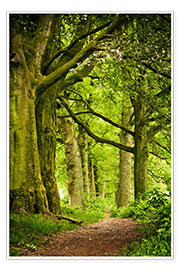 Poster  Belles couleurs printanières dans une forêt