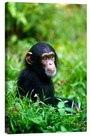 Tableau sur toile  Chimpanzé dans la jungle