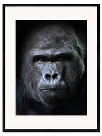 Impression artistique encadrée  Portrait de gorille mâle