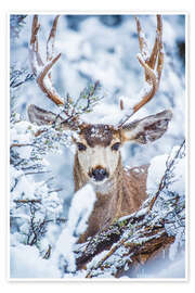 Poster  Cerf sous la neige