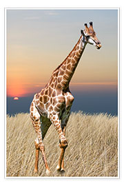 Poster  Girafe - La nature sauvage africaine
