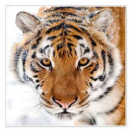 Poster  Tigre sibérien dans la neige