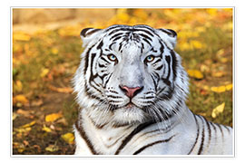 Poster  Tigre blanc en gros plan