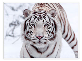 Poster  Tigre blanc du Bengale