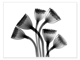 Poster  Capsules de lotus aux rayons X