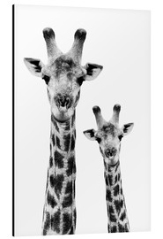 Tableau en aluminium  girafe et son petit - Philippe HUGONNARD