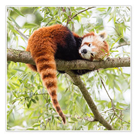 Poster  Panda roux sur la branche d'un arbre