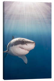 Tableau sur toile  Grand requin blanc - Dave Fleetham