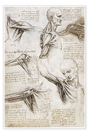 Poster  Muscles et tendons de l'épaule et du bras - Leonardo da Vinci