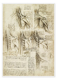 Poster  Les muscles de la colonne vertébrale - Leonardo da Vinci