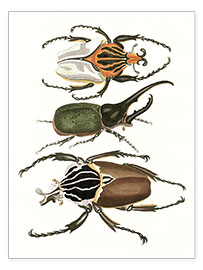 Poster  Large and rare beetles - German School