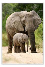 Poster  Éléphante et son petit