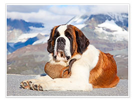 Poster  Saint-bernard, chien sauveteur