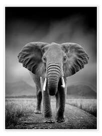 Poster  Éléphant en noir et blanc