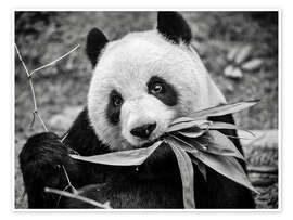 Poster  Giant panda, Macao Giant Panda Pavilion