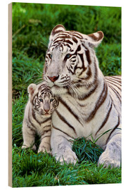 Tableau en bois  Maman tigre blanche et son petit - Gérard Lacz