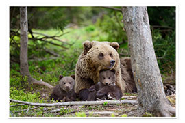 Poster  Ours brun et ses petits en forêt