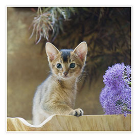 Poster Abyssinian kitten 10