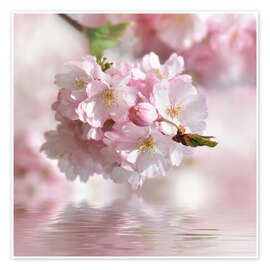 Poster  Cerisier en fleurs - Atteloi