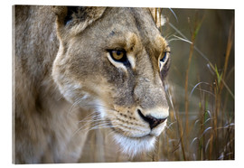 Tableau en verre acrylique  Lion du Botswana - Janet Muir